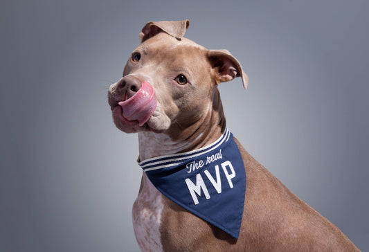 The Real MVP Dog Bandana