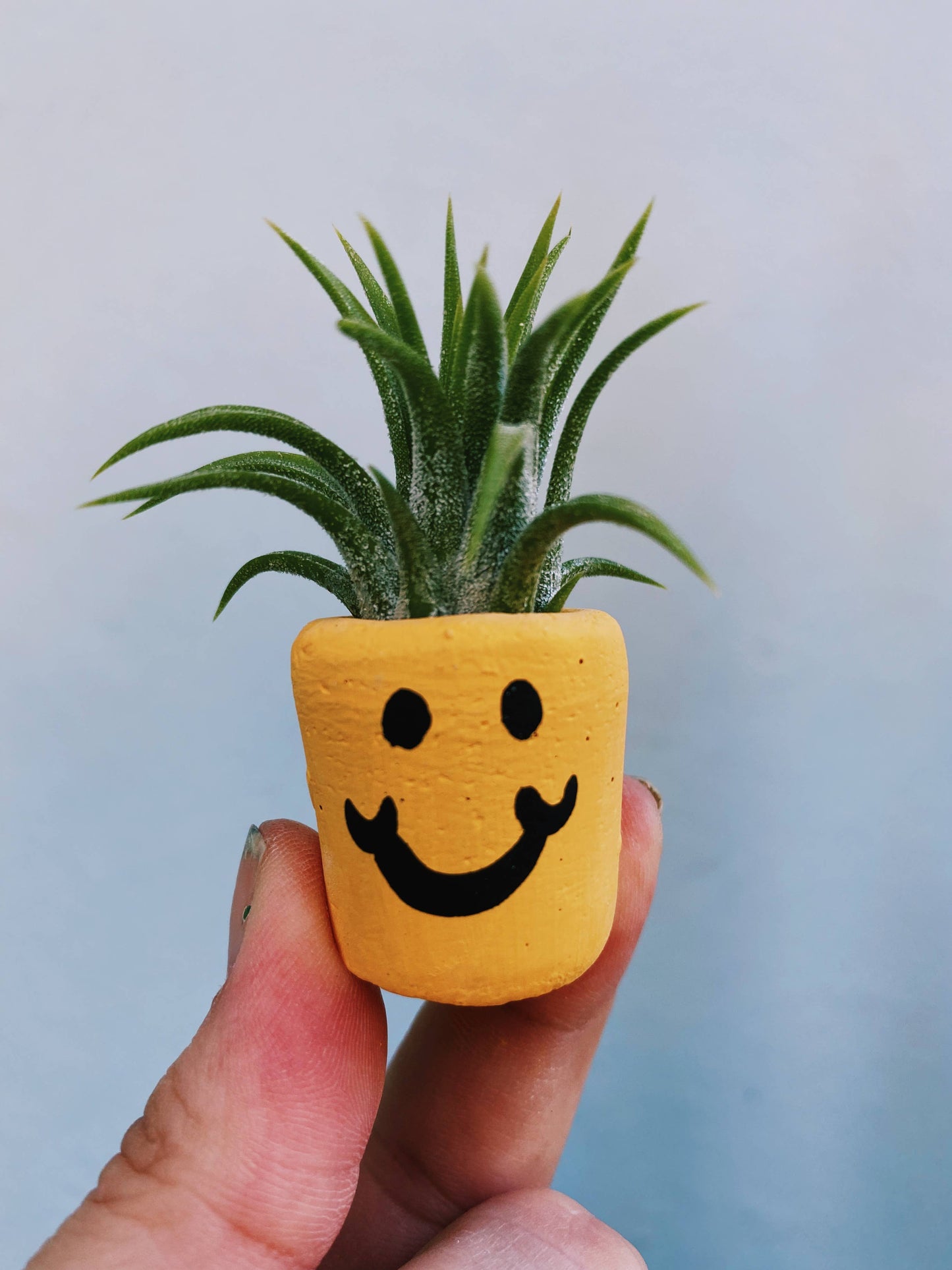 Smiley Face Mini Pot and Air Plant