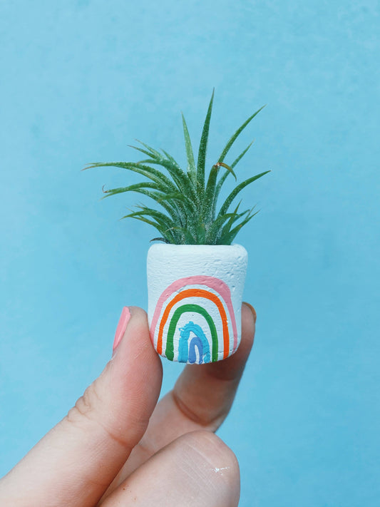 The St. Pete Mini Rainbow Air Plant