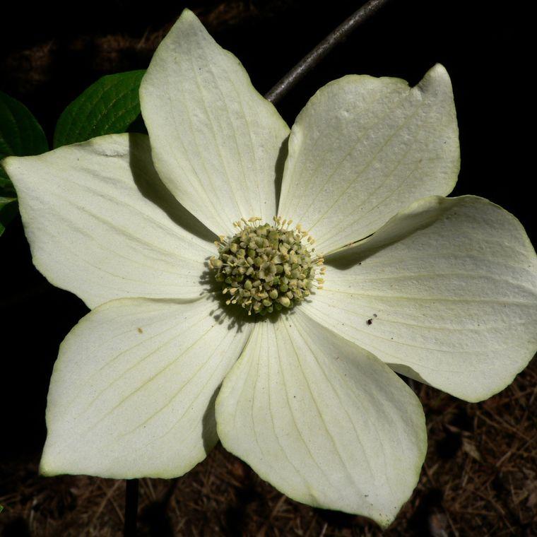 Pacific Dogwood | Seed Grow Kit | The Jonsteen Company