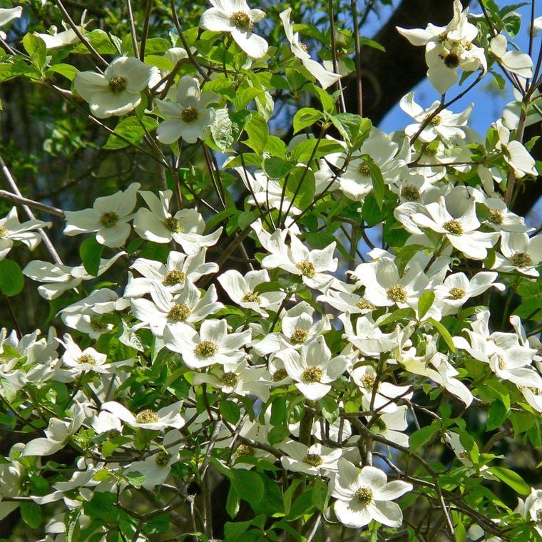 Pacific Dogwood | Seed Grow Kit | The Jonsteen Company